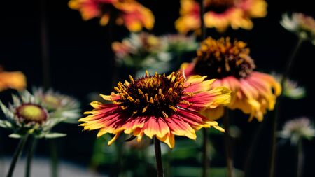 Bright red flower of gaillardia close up in flowerbedの写真素材