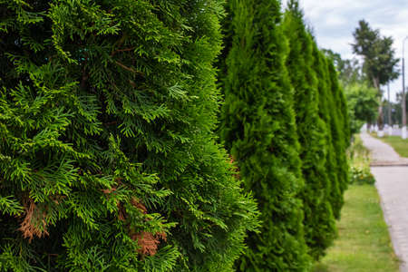 Beautiful thuja bushes along the path close upの写真素材