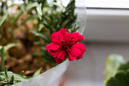 Red flowers of a home plant close upの写真素材