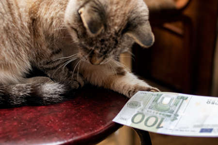 Hand gives euro bill to fluffy gray cat close upの写真素材