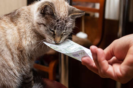 Hand gives euro bill to fluffy gray cat close upの写真素材