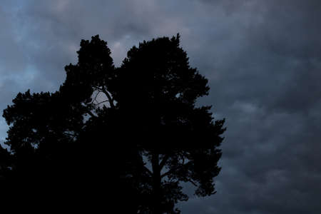 Shadow of tree branches against a dark skyの写真素材