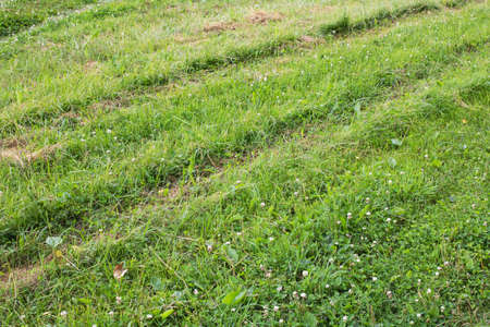 Mown green grass in a field close up, top view