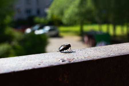 A big black fly sits on a metal railingの写真素材