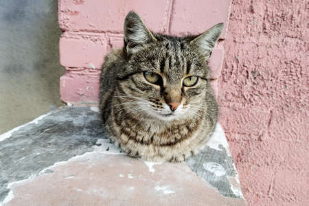 Striped stray cat sitting on the concrete close up