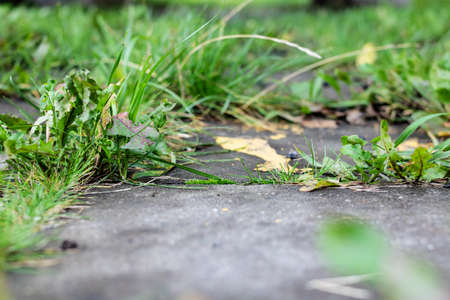 Green grass grows through the tiles on the sidewalk