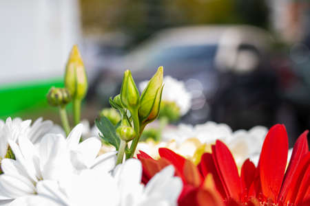Green buds in a bouquet with white and red flowers close upの写真素材