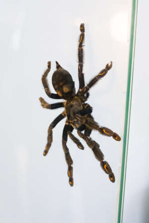 Big brown spider in a terrarium on glass