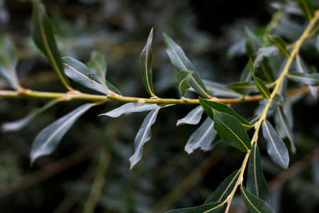 Thin green leaves of a bush in the dark ckose up