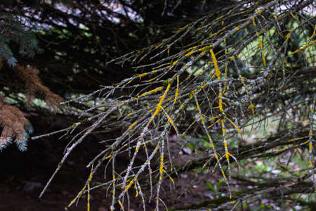 Dry tree branches covered with moss close up