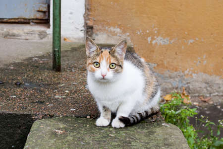 Gray and white kitten on the bench close upの写真素材