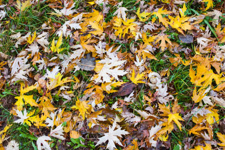 Yellow autumn leaves with raindrops on green grass, background
