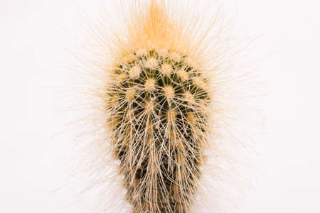 Green cactus needles on gray background, macro photoの写真素材