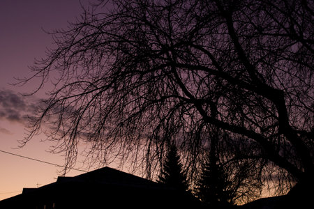 Roofs of houses and tree branches against background of dawnの写真素材