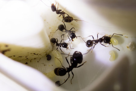 Ants messor structor in a formicaria close upの写真素材
