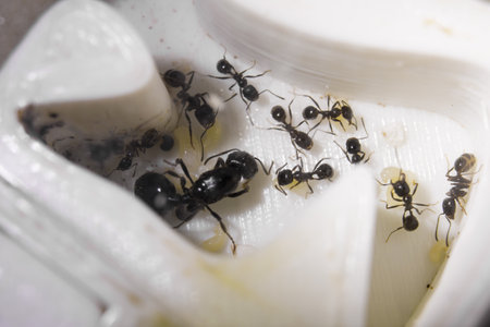 Ants messor structor in a formicaria close up