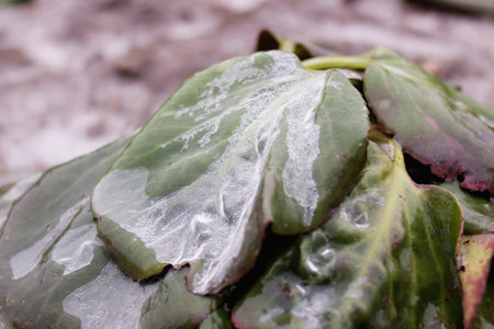 Ice on big green leaves of a plant