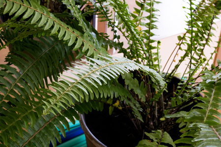 Green branches of home fern in pot close upの写真素材