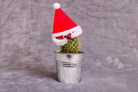 Green cactus in red Christmas hat on a gray backgroundの写真素材
