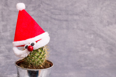 Green cactus in red Christmas hat on a gray backgroundの写真素材