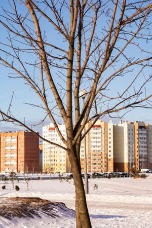 Bare tree on the background of houses and snowの写真素材