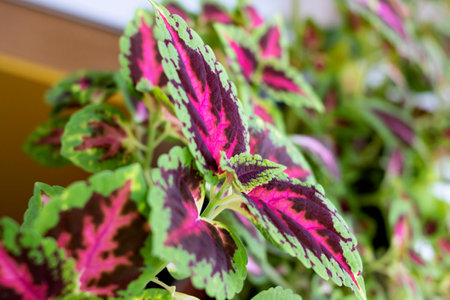 Green coleus in a pot on a windowsill close upの写真素材