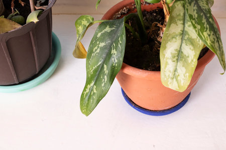 Green leaves of a home plant in a pot on a windowsillの写真素材