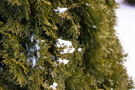 Snow on the lush thuja branches close up