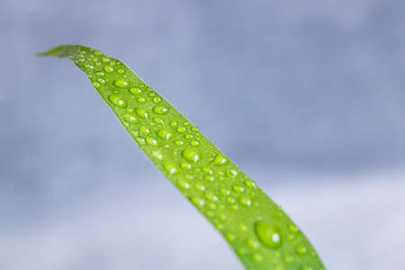 Water drops on the green leaves of home plant close up