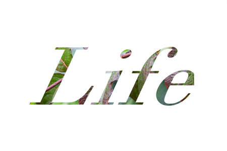 Word life made from green leaves isolated on white backgroundの写真素材