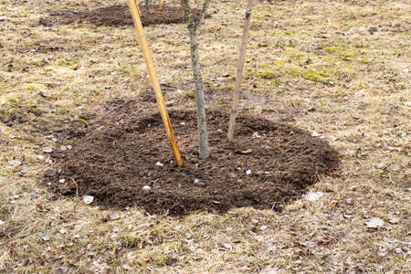 Planted tree with support in the park close up