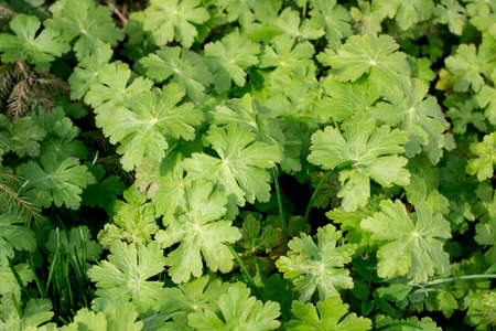 Young green leaves on a bush branches close up