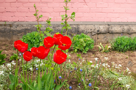 Red tulips on a background of green grass copy spaceの写真素材