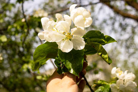Pink apple blossom buds in sunlight close upの写真素材