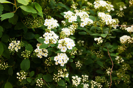 Small white flowers among green leaves on a bush close up