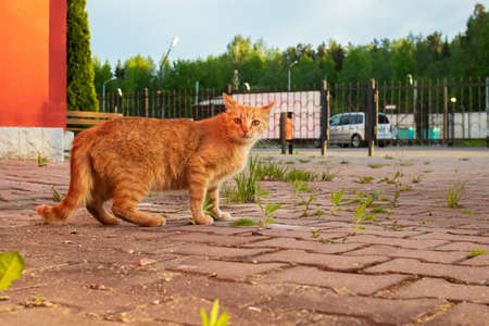 Ginger cat on the sidewalk at sunsetの写真素材
