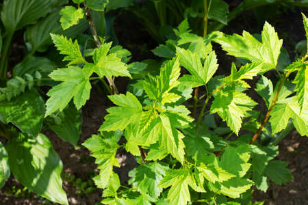 Green bush on the ground top view close upの写真素材