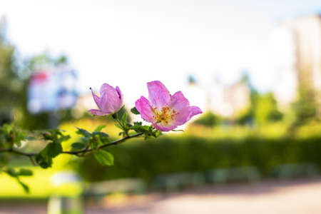 Pink rose hip flower in green leaves close upの写真素材