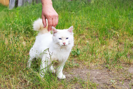 Hand caressing a white kitten on green grass close upの写真素材