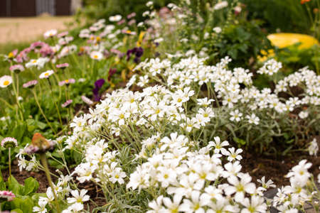 Small white flowers and green leaves close upの写真素材