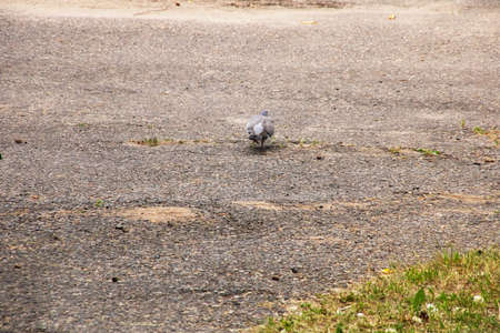 Gray wild pigeon walking on the asphalt close upの写真素材