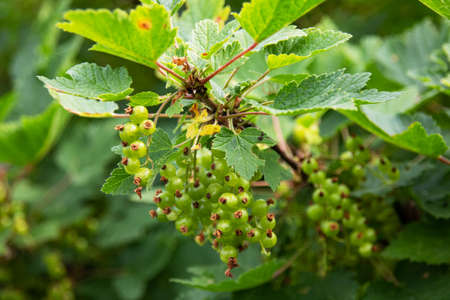 Green currants on bush branche close up, macrophotoの写真素材