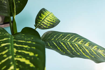 Green leaves of home ficus on blue background close upの写真素材