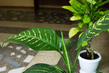 Green leaves of home ficus in room close upの写真素材