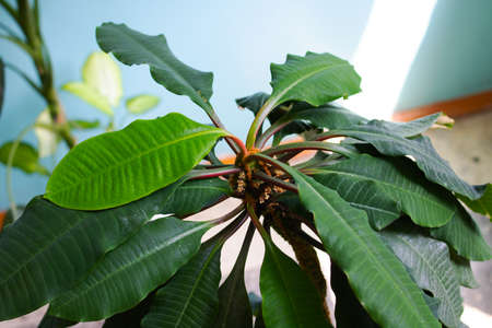 Green leaves of home plant on blue background close upの写真素材