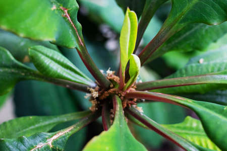 Green leaves of home plant on blue background close upの写真素材
