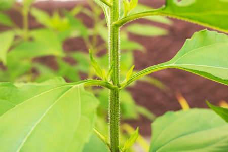 Green plant leaves on wall background close upの写真素材
