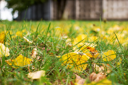 Yellow autumn leaves on green grass close upの写真素材