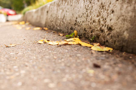 Yellow autumn leaves on the asphalt by the roadの写真素材