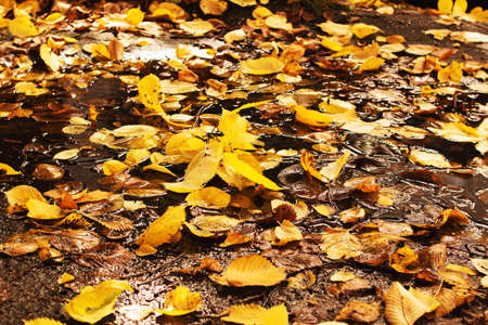 Yellow autumn leaves on the asphalt by the roadの写真素材